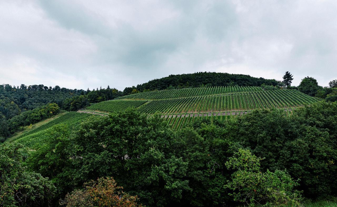 Weingut Hees - Landgasthof Zum Jaeger Aus Kurpfalz Auen Dış mekan fotoğraf